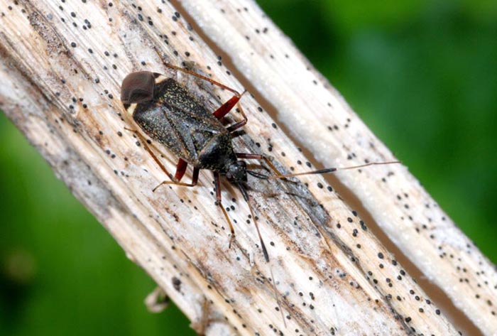 Miridae: Closterotomus biclavatus dell''Emilia (MO)